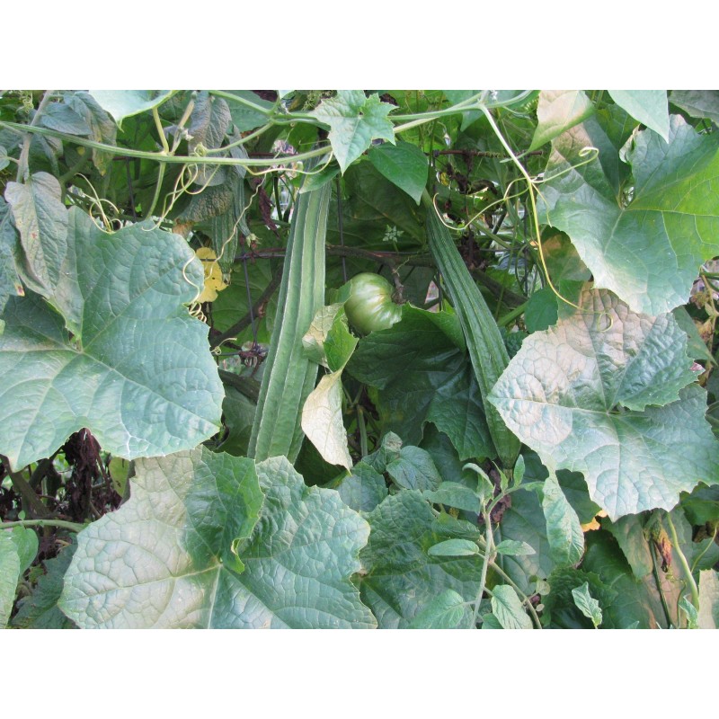 Unbranded Heirloom Melon & Squash Garden Collection-Org