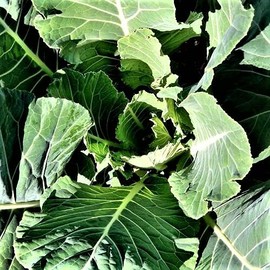 Champion Collard Seeds - 100 Count Seed Pack - A Tasty Improved Vates Selection! - Country Creek LLC