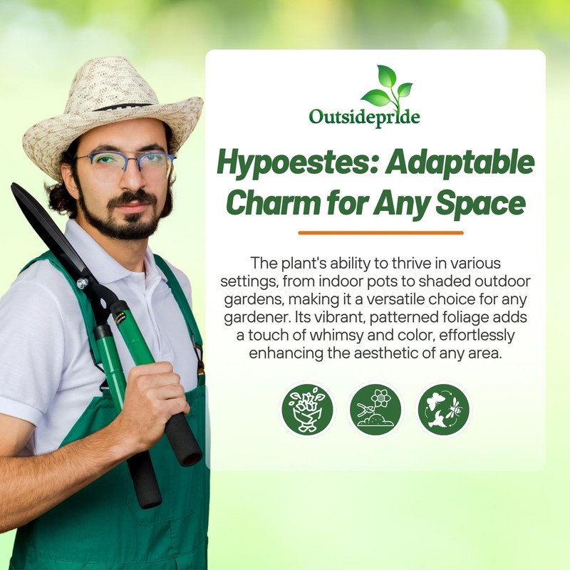 Outsidepride Splash Select Mixed Hypoestes Seed for Planting - 100