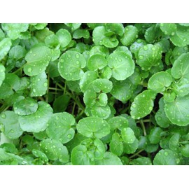 Seeds4planting - Seeds Garden Cress Lettuce 20 Days Watercress Broadleaf Microgreens Wild Heirloom Vegetable Non GMO for Planting