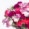 Benchmark Bouquets Mini Carnation Bouquet – Mothers Day Flowers for