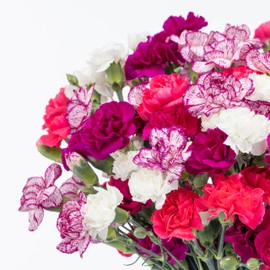 Benchmark Bouquets Mini Carnation Bouquet – Mothers Day Flowers for Delivery – Pink White Purple Mini Flowers – Fresh Floral Arrangement – Gifts for Mom, Birthdays, Get Well – Vase Included (20 Stems)