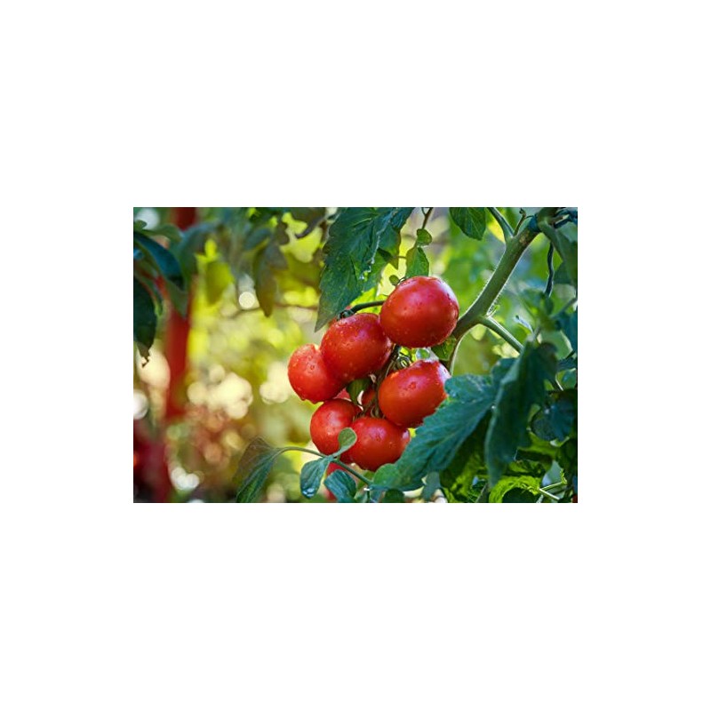 Campbell 33 Tomato Seeds
