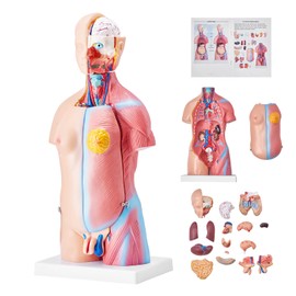 Happybuy Human Body Model, 23 Parts, 18 Inch – Anatomical Torso with Removable Organs, Unisex Skeleton Educational Tool for Science Learning and Teaching Display