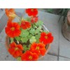 20pcs Mixed Nasturtium Flower Seeds Beautiful Flower Bonsai Decor