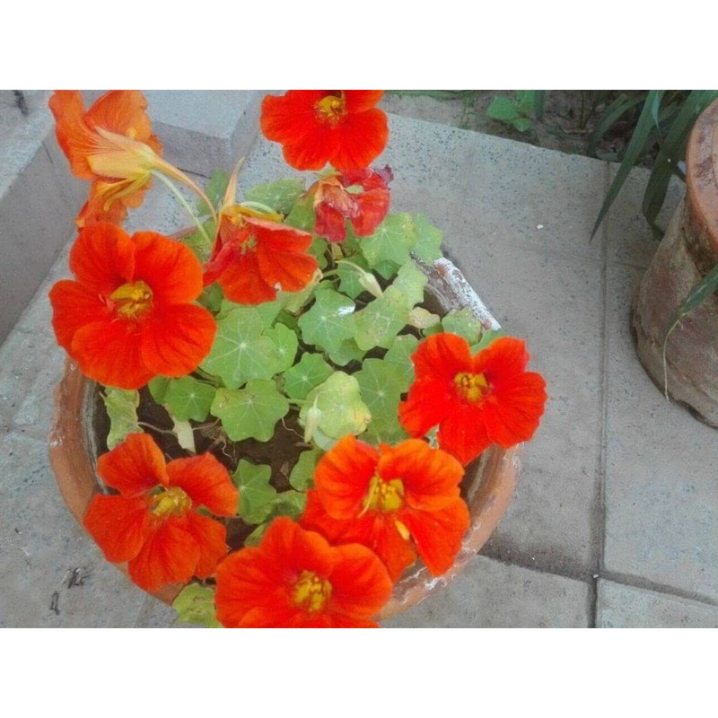20pcs Mixed Nasturtium Flower Seeds Beautiful Flower Bonsai Decor