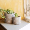 Sass & Belle Mini Queen Bee Cement Planter