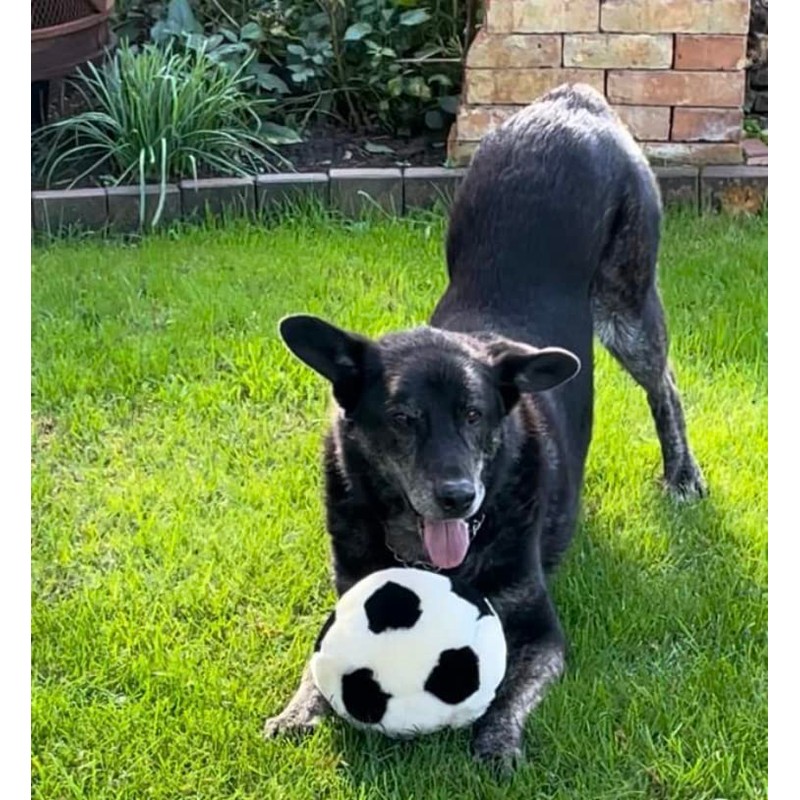 TISCO Lambskin Ball for Dogs, 16 cm Large Ball, Outdoor