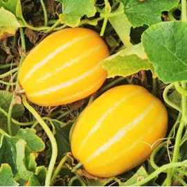 TomorrowSeeds - Early Silver Line Korean Melon Seeds - 150+ Count - for 2026 Planting Yellow White Stripe Japanese Cantaloupe Chamoe Ginkaku Makuwa Asian Fruit Cucumber Melon Grow Your Own Home Farm
