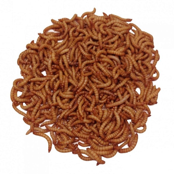 Giant Mealworms Live 250 for Reptile, Birds, Chickens, Fish Food by Abdragons
