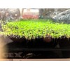 Green Carpet in the Water, Seeds of Aquatic Plants, Mini