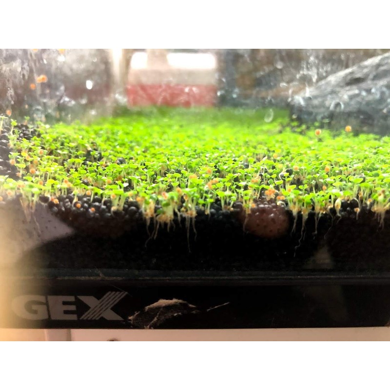 Green Carpet in the Water, Seeds of Aquatic Plants, Mini
