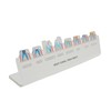 Dental Model Teaching Model Root Canal Treatment Flowchart Stand Visual