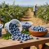 Fresh blueberries, premium domestic high-sugar blueberries, 4 fresh 100g pieces / 블루베리 생과 프리미엄 국내산 고당도 불루베리 신선한 100g 4개