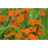 Poet Orange Tassel Flower Tasselflower Emilia Javanica Aster Premium Seed Packet