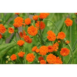 Poet Orange Tassel Flower Tasselflower Emilia Javanica Aster Premium Seed Packet