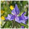 Everwilde Farms - 1 Oz Prairie Spiderwort Native Wildflower Seeds