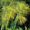 Park Seeds Cyperus Papyrus, Pack of 30 Flower Seeds