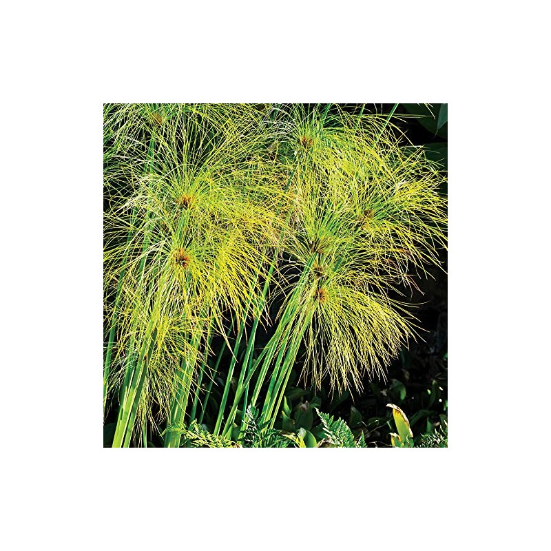 Park Seeds Cyperus Papyrus, Pack of 30 Flower Seeds