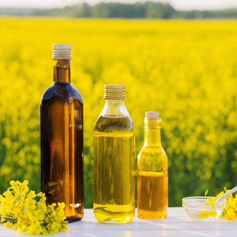 Outsidepride Forage Rape Seed for Food Plots & Cover Crops