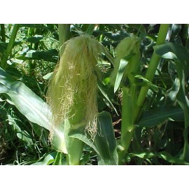 sweet Corn 75 SEED YELLOW TENDER  SWEET CORN  TREATED SEEDS  GROW YOUR OWN GRILL ROAST COOK