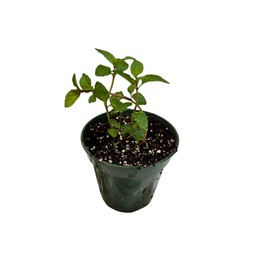 5-Pack Live Potted Culinary Herb Plants – Basil, Mint, Oregano, Sage & Thyme – Starter Plants in 3" Pots – Indoor/Outdoor Herb Garden – Ships with Heat/Ice Packs for Safe Arrival