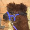 PFIFF 103101 Alpaca Halter "Pako", Adjustable Size for Alpacas, with