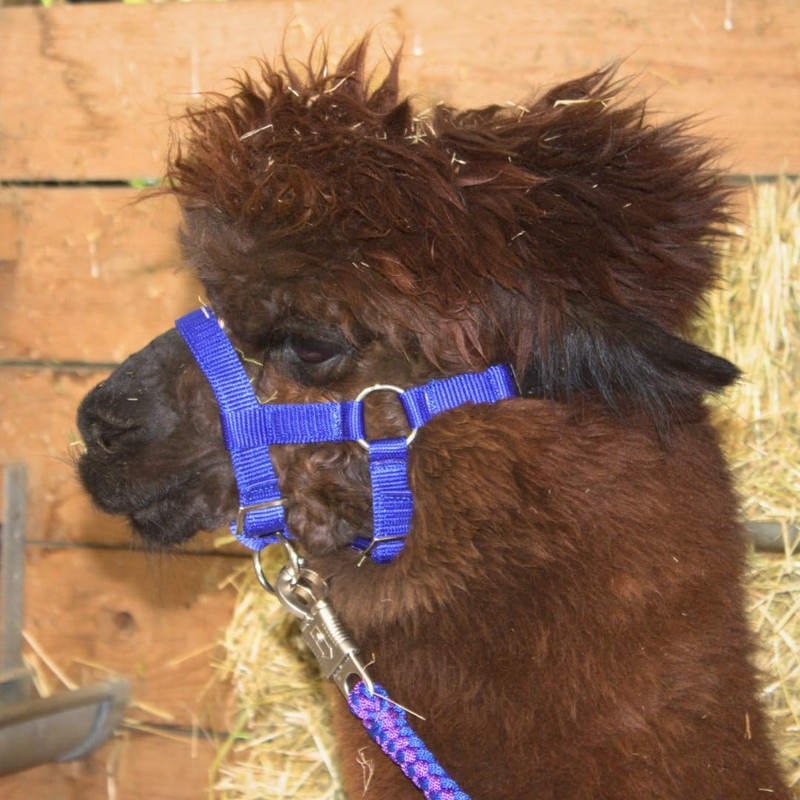 PFIFF 103101 Alpaca Halter "Pako", Adjustable Size for Alpacas, with