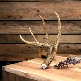 The Antler Store One Top-Grade Craft Whitetail Deer Antler Shed - Choose Size - XL