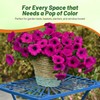 Outsidepride Wave Petunia Seeds - 15 Pcs Annual, Long-Blooming, Classic