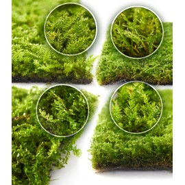 Live Moss 4-Pack (Each 3.5"x7") – Real Mixed Moss for Terrariums, Reptile Habitats, Fairy Gardens & Potted Plants – 4 Random Varieties, Easy to Revive, Natural Green Decor