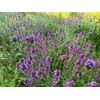 Flawn Seed Kits Bee Lawn Seed Kit, Dutch White Clover