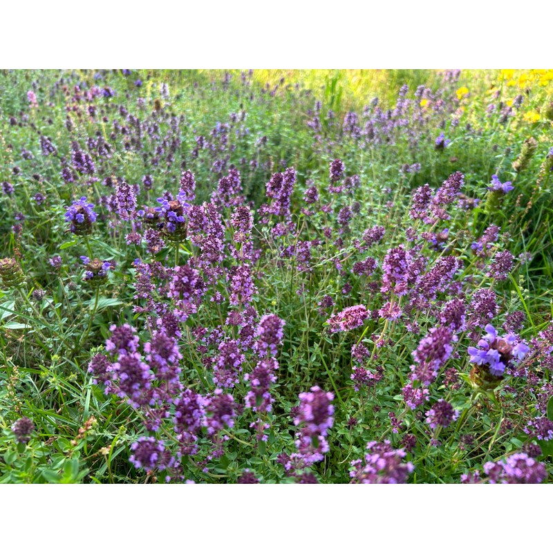Flawn Seed Kits Bee Lawn Seed Kit, Dutch White Clover