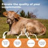 Eleva Nutrition Extracto Bilis Buey 1000 Mg