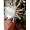Zensability CUTTING w/ root - Epiphyllum oxipetalum 'Queen of the