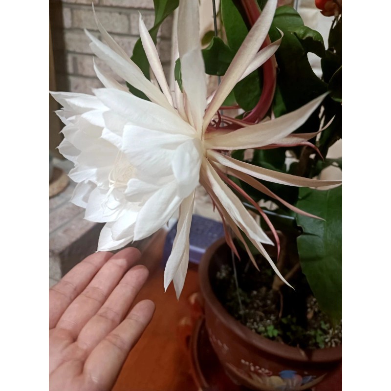 Zensability CUTTING w/ root - Epiphyllum oxipetalum 'Queen of the