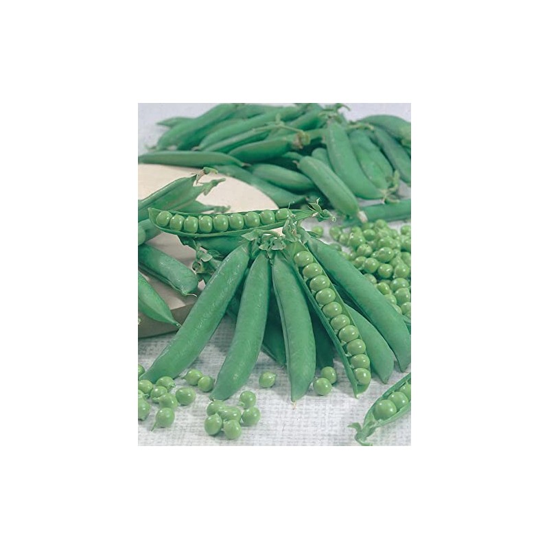 Johnsons 10443 Vegetable Seeds, Pea Kelvedon Wonder