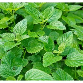 Axel's Garden Seeds Lemon Mint Seeds | Non-GMO | Heirloom | Fresh Herb Garden Seeds - 2000 Seeds