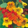 Tall Trailing Mix Nasturtium - 100 Seeds - Made in