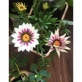 20 Pcs Multicolor Dwarf Variegated Sunflower Seeds Plant