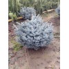 Conifer Kingdom Picea pungens 'Glauca Globosa' - Colorado Spruce *Live