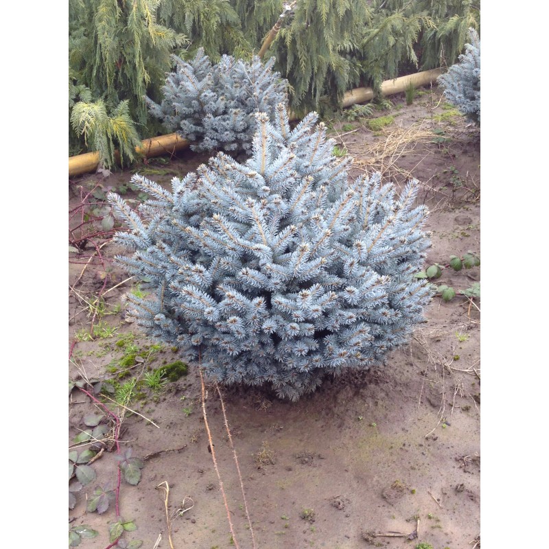 Conifer Kingdom Picea pungens 'Glauca Globosa' - Colorado Spruce *Live