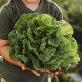 Tennis Ball Heading Lettuce - 150 Seeds - Historic Heirloom & Open-Pollinated Variety, Non-GMO Vegetable Seeds for Planting Indoors or Outdoors in Containers or The Home Garden, Thresh Seed Company