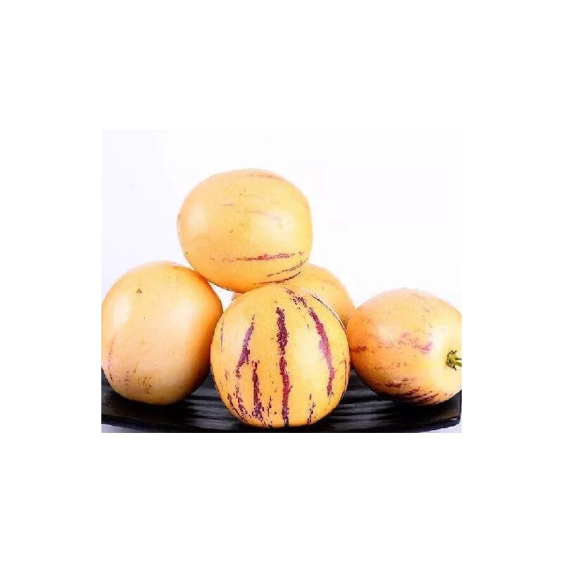 Pepino Plant 1 Pepino Melon Plant From Old Plant With