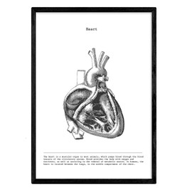 Nacnic Anatomy Poster. Vintage style wall decoration of bisected hearts, muscles and bones. Assorted black and white pictures of human anatomy and body parts. Size A3.