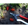 Okatsune NO.301 Fruit Harvesting Shears, Anti-Blade (Boxed)