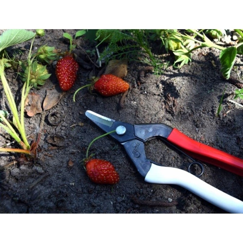 Okatsune NO.301 Fruit Harvesting Shears, Anti-Blade (Boxed)