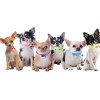 Collar Perros Y Gatos Ajustable Raza Pequeña Kit 6 Piezas