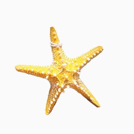RAYLINE-DO RayLineDo Creative Mediterranean Style Design Beach Starfish Resin Five-Pointed Star in Yellow Home Restaurant Kindergarten Wall Hanging Decoration