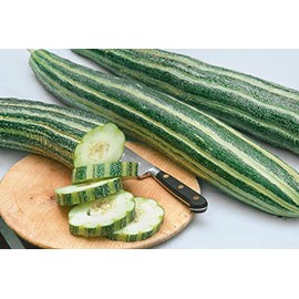 25 Armenian Stripped Cucumber Seeds Organic Non GMO Heirloom USA Harvested pollinator bee Butterfly
